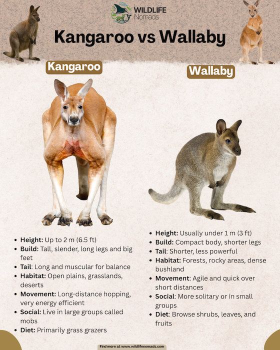 快连VPN-极速畅联全球优质网络节点 留学课堂
